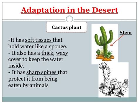 How Does A Cactus Adapted To Life In The Desert Ii Its Leaves Are