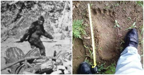 Fbi Finally Releases Its 22 Page Official File On The Legendary Bigfoot