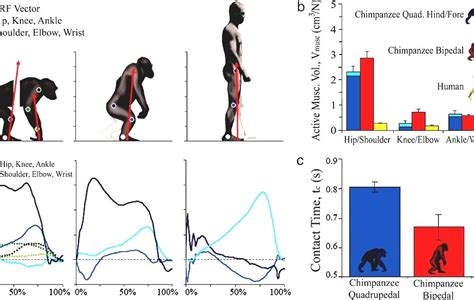 Bipedalism Human Bipedalism