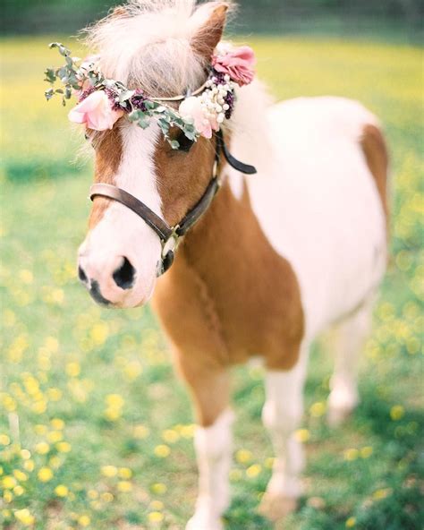 Kayenglishphotography Here We Hope This Mini Horse With A Flower