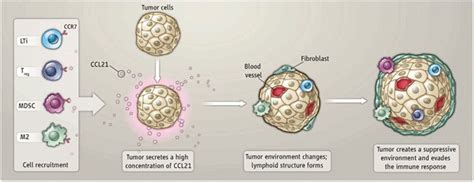 Tumor Immune Evasion Science