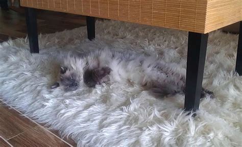 Can You Spot The Cats In These Ingenious Camouflage