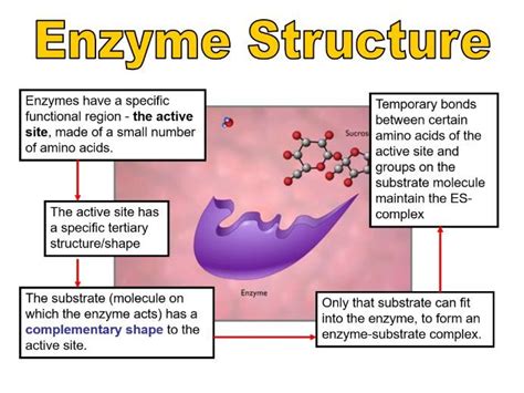 Enzymes As Unit Biological Molecules Aqa Teaching Resources Free