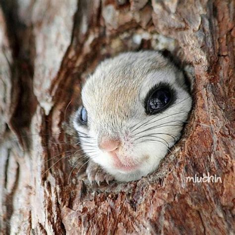 “adorable Russian Flying Squirrel Photography By Miuchin0412
