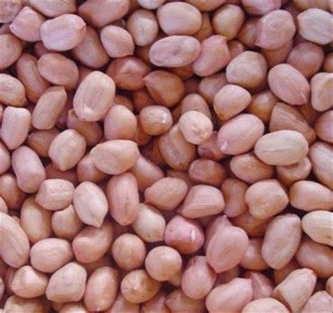 Selama proses memasak bubur kacang hijau, hindari pemakaian api yang terlalu kecil atau terlalu besar. Jual berisi 1000 gram biji benih kacang tanah di lapak ...