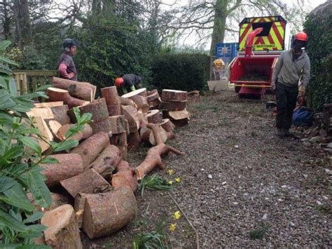 Large Tree Removal Hartwood Treeworks East Devon Tree Surgeons