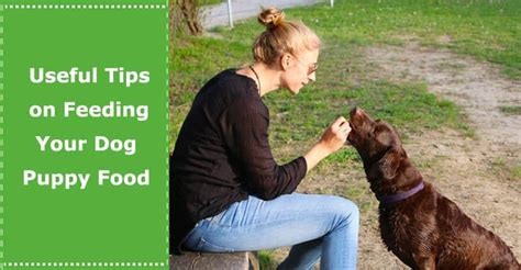 Useful Tips On Feeding Your Dog Puppy Food Petxu