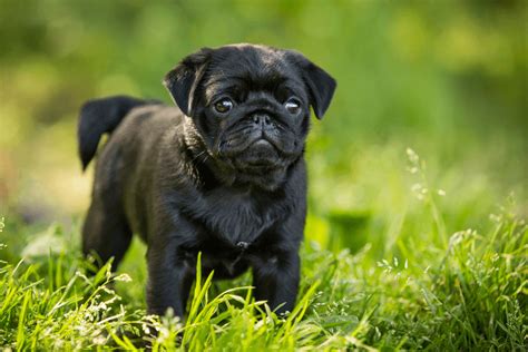 Black Pug Puppies For Adoption Singapore Puppy And Pets