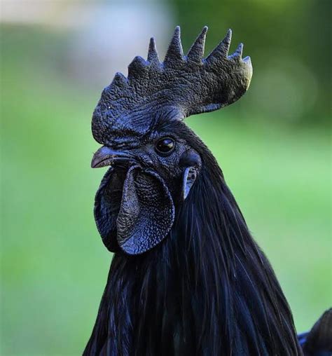 rare black chicken is black from its feathers to its bones