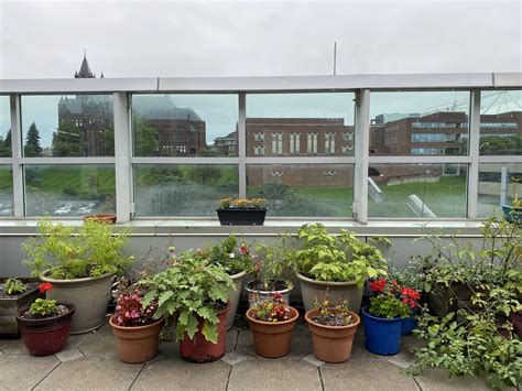 VA Hospital rooftop garden makes Syracuse veteran feel at home | WAER