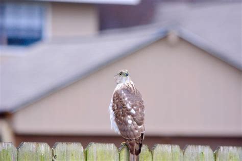 Brown Hawk South Louisiana Backyard Critter Taken With Nikon D7100