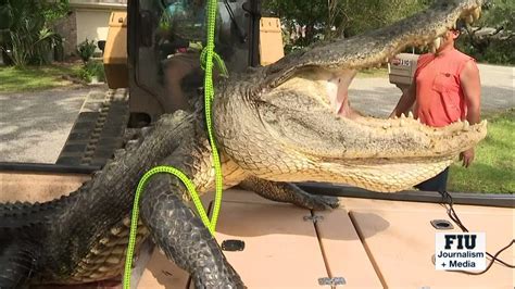 Pair Of Florida Hunters Catch Massive 12 Foot Gator Youtube