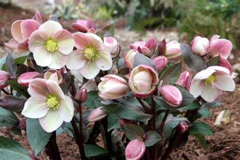 Hellebores Varieties Hgtv