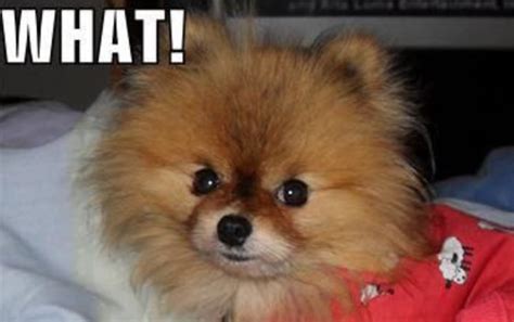 16 Hilarious Pomeranian Memes That Will Keep You Laughing For Hours