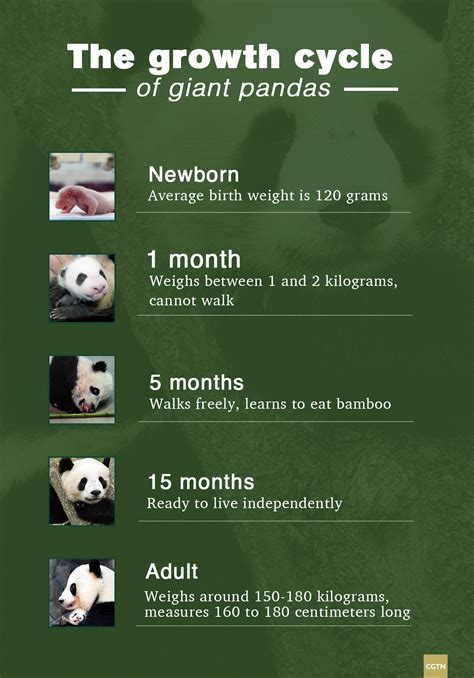 Worlds Heaviest Twin Pandas Born In Sw China Cgtn