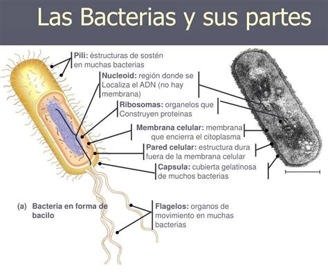 Esquema De Una Bacteria ¡fotos And Guía 2021