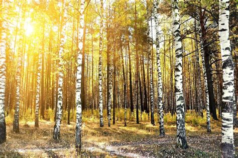 Photo Wallpaper Birch Forest