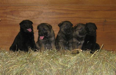 Puppies ⋆ Coldwater German Shepherds Of North Carolina