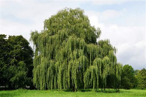 25 Best Weeping Willow Trees Images Weeping Willow Willow Tree Nature