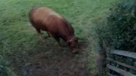 Delabole Couple Trapped Between Aggressive Bulls Bbc News