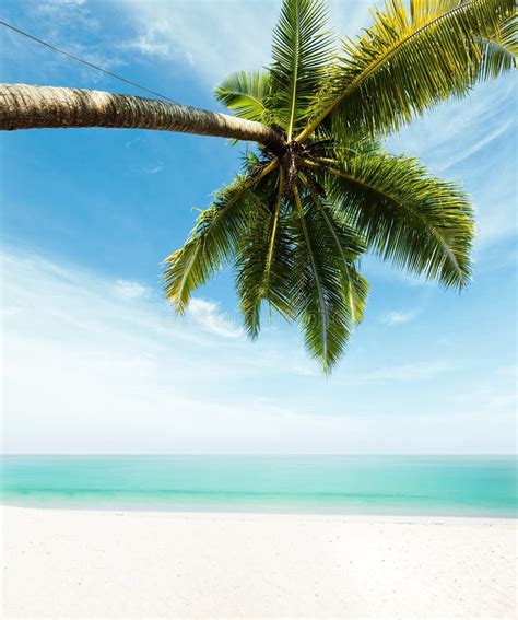 Tropical Beach Stock Photo Image Of Tranquil Palm Destinations