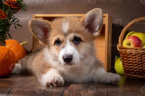 Charming Puppy Welsh Corgi Pembroke Lies Next To The Harvest From The