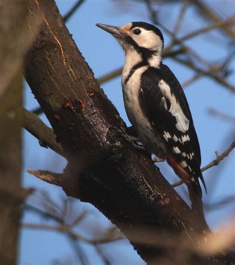 Birding Eastern Europe Special Birds Syrian Woodpecker