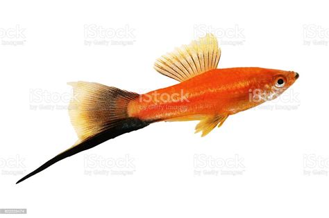 Red Swordtail Male Black Tail Xiphophorus Helleri Aquarium Fish Stock