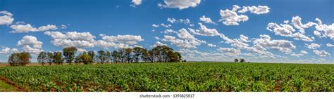 Africa Botswana Agriculture Green Corn Field Stock Photo 1393825817