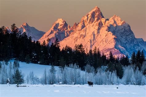 Multi Day Winter Expedition Through The Heart Of Yellowstone Eco Tour