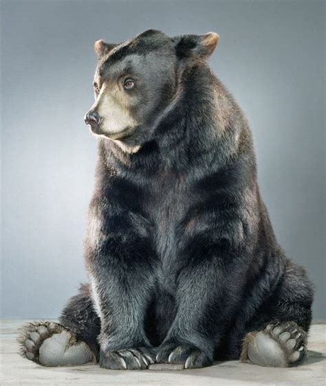 Bear By Jill Greenberg Jill Greenberg Black Bears Art Black Bear