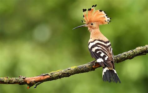 16 Weird And Wonderful Animals You Can Find In The Uk Rest Less