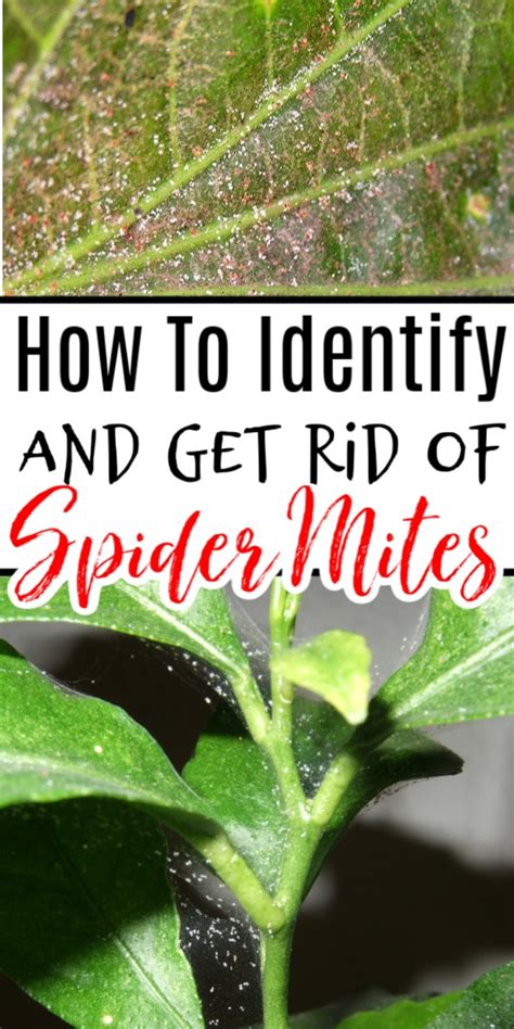 Effective Ways To Eliminate Spider Mites On Plants For Healthy Growth