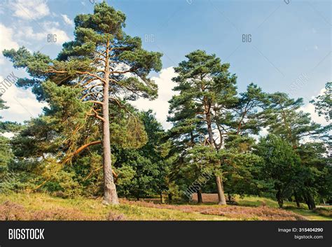 Forest High Pine Trees Image And Photo Free Trial Bigstock