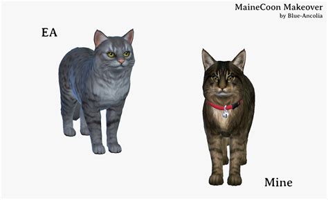 Blue Ancolia Maine Coon Makeover Here Is Eclypse She Is A