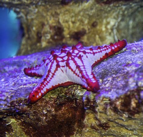 Beaded Sea Star Photographed Underwater Stock Photo Image Of Color