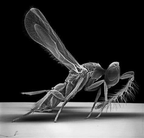 Insect Photography With Electron Microscope9 Fubiz Media