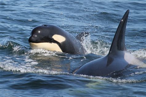 We're about 85 regional icons, struggling to survive at the top of the marine ecosystem. Help The Orcas - San Juan Orcas