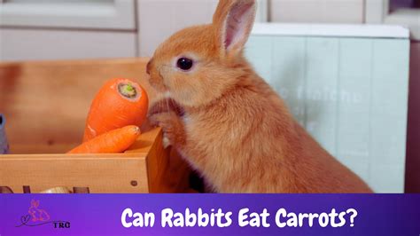 Can Rabbits Eat Carrots Truth About This Historic Food