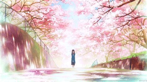 Cherry Blossoms Anime Amino