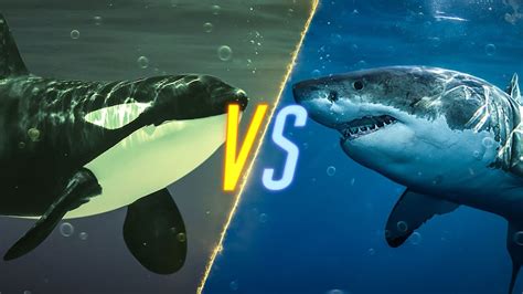 Killer Whale Vs Shark Youtube