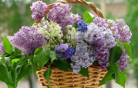 Wallpaper Flower Flowers Violet Basket Lilac Whitr
