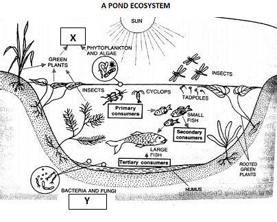 Diagram Of Ecosystem My XXX Hot Girl