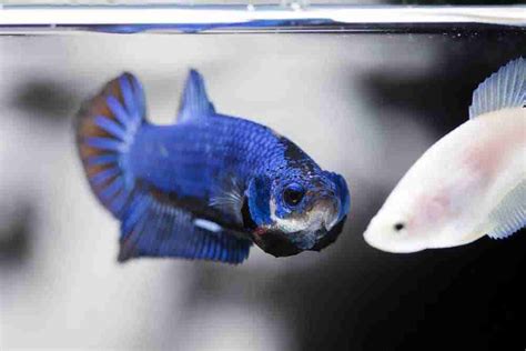 Why Do Betta Fish Flare Main Reasons And How To Stop It