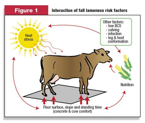 Heat Stress In Cattle And Buffalo Understanding And Managing This Common Agricultural Challenge