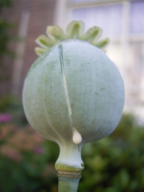 Opium Poppy Pods Papaver Somniferum Opiate Addiction And Treatment Resource