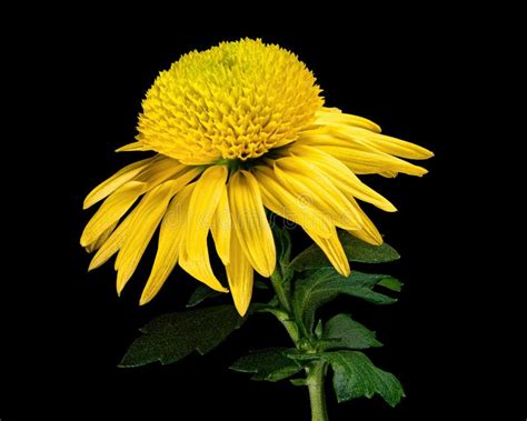Yellow Chrysanthemum Flower Inflorescence With Green Leaves Isolated On