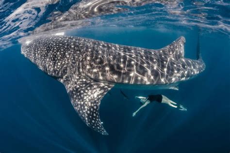 shawn heinrichs whale whale shark whale facts hot sex picture