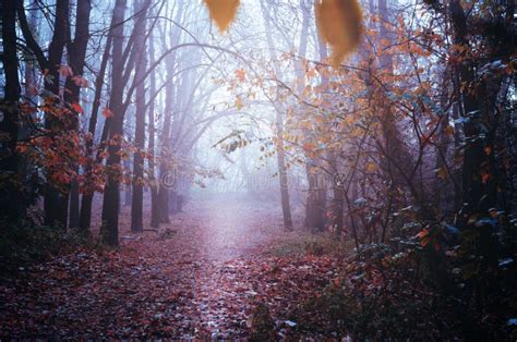 Fantastic Mysterious Foggy Morning In The Autumnal Forest Moody