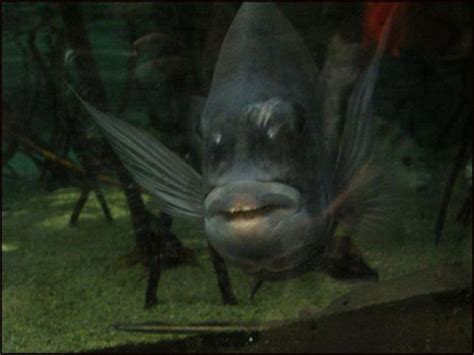 The Fish With Human Face Expressions 30 Pics